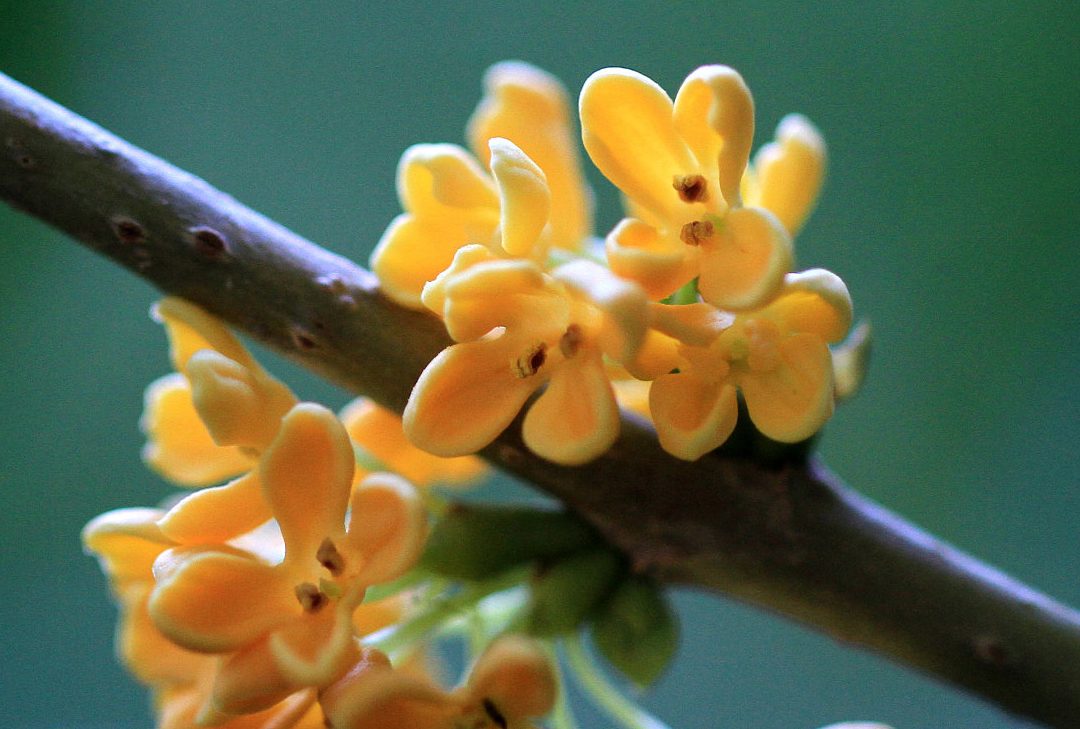 The Golden Fragrance of Osmanthus: Uncovering the True Value of Natural Perfumery